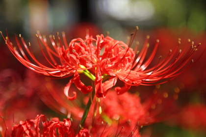 ファイル 2232-1.jpg