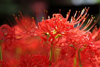 ファイル 2232-2.jpg