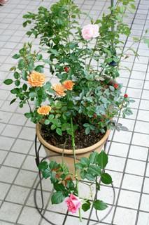 ファイル 246-1.jpg