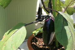 ファイル 270-1.jpg