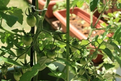 ファイル 270-2.jpg