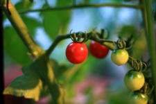 ファイル 283-1.jpg