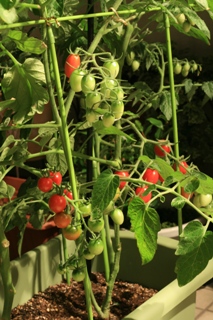 ファイル 290-1.jpg