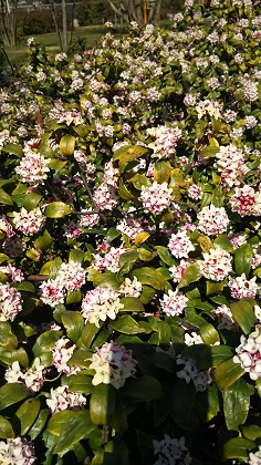 ファイル 3856-1.jpg