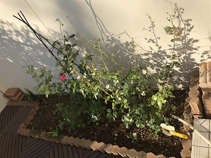 ファイル 4067-1.jpg