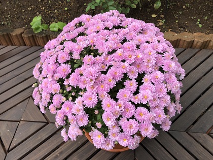 ファイル 4070-1.jpg