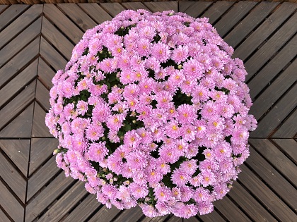 ファイル 4070-2.jpg