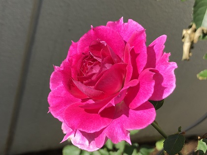 ファイル 4088-1.jpg