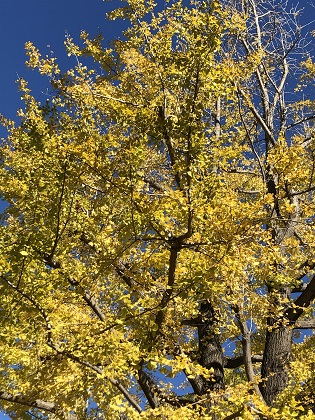 ファイル 4110-1.jpg