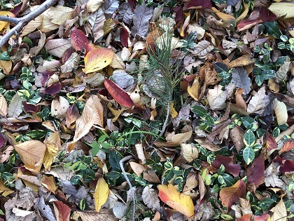 ファイル 4134-1.jpg