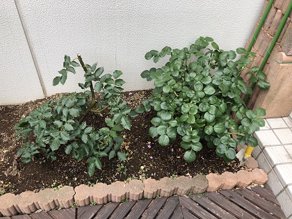 ファイル 4312-1.jpg