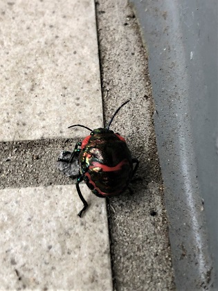 ファイル 4439-1.jpg