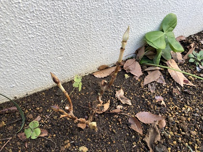 ファイル 4552-1.jpg