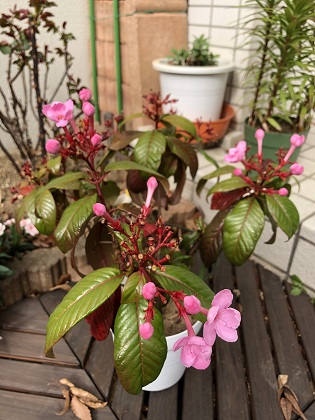 ファイル 4586-1.jpg