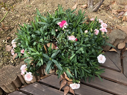 ファイル 4586-2.jpg