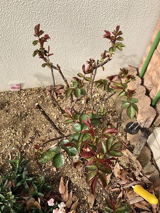 ファイル 4586-3.jpg