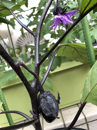 ファイル 4678-1.jpg