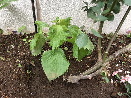 ファイル 4680-1.jpg