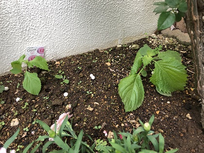 ファイル 4680-2.jpg