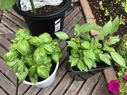 ファイル 4684-1.jpg