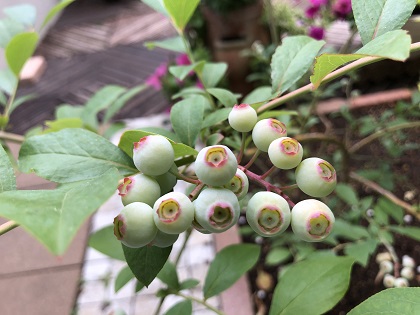 ファイル 4685-1.jpg