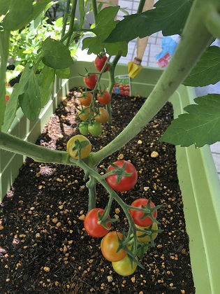 ファイル 4694-1.jpg