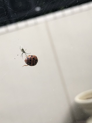 ファイル 4696-1.jpg