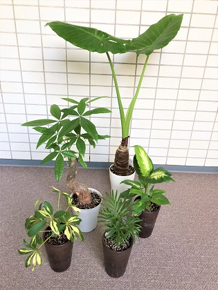 ファイル 4739-1.jpg