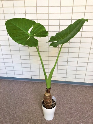 ファイル 4741-1.jpg