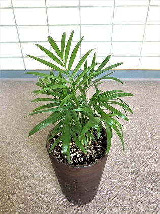 ファイル 4742-1.jpg