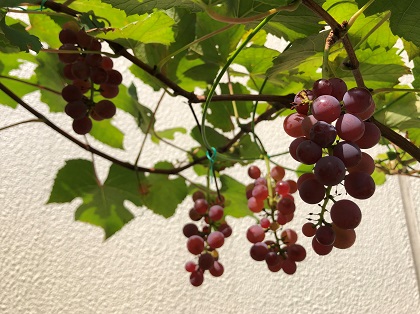 ファイル 4754-1.jpg