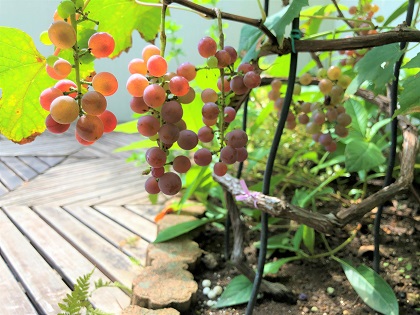 ファイル 4754-2.jpg