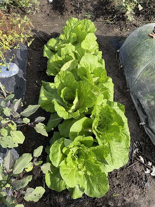 ファイル 5551-1.jpg