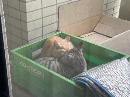 ファイル 5981-1.jpg