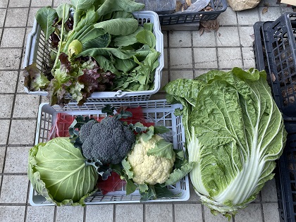 ファイル 5994-1.jpg