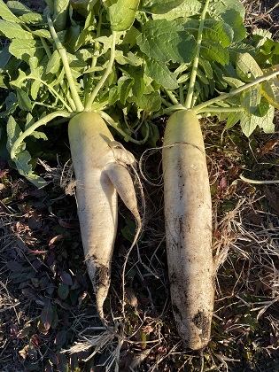 ファイル 6001-1.jpg