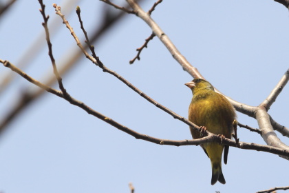 ファイル 6092-1.jpg