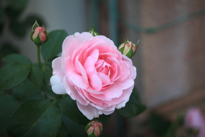 ファイル 6112-1.jpg