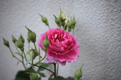 ファイル 6112-2.jpg