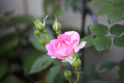 ファイル 6112-3.jpg