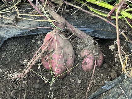 ファイル 6252-1.jpg