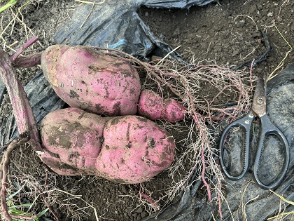 ファイル 6252-2.jpg