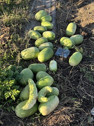 ファイル 6277-1.jpg