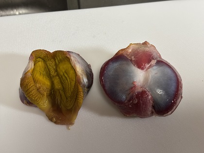 ファイル 6359-1.jpg