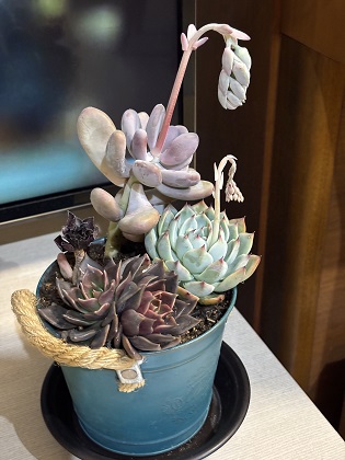 ファイル 6438-1.jpg