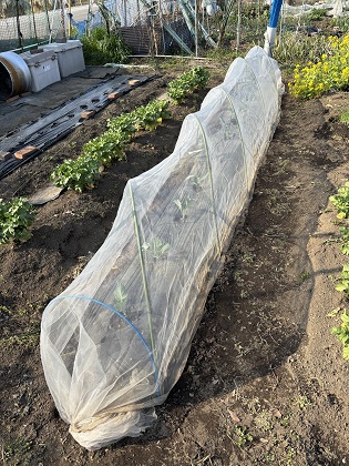 ファイル 6439-1.jpg