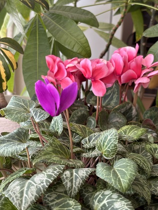 ファイル 6448-1.jpg