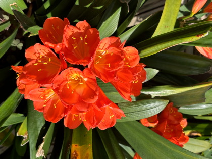 ファイル 6462-1.jpg