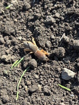 ファイル 6472-1.jpg