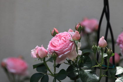 ファイル 6490-1.jpg